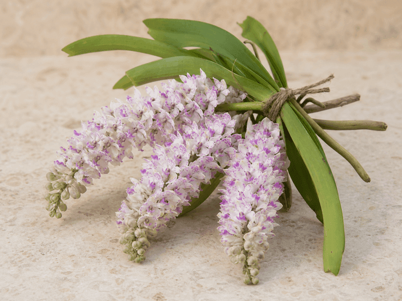 Foxtail orchid (Kopou phul)