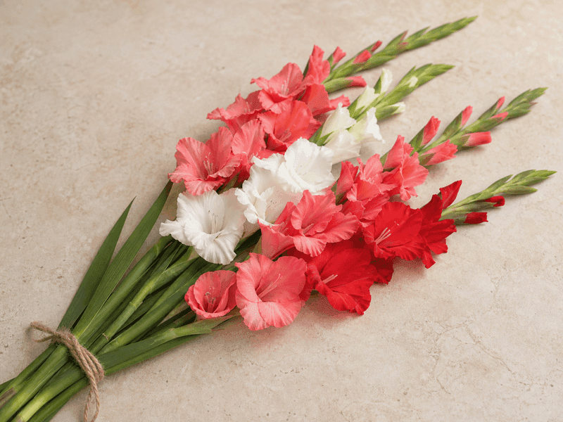 Gladiolus (Glads)
