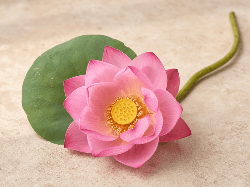 Lotus (Padma)